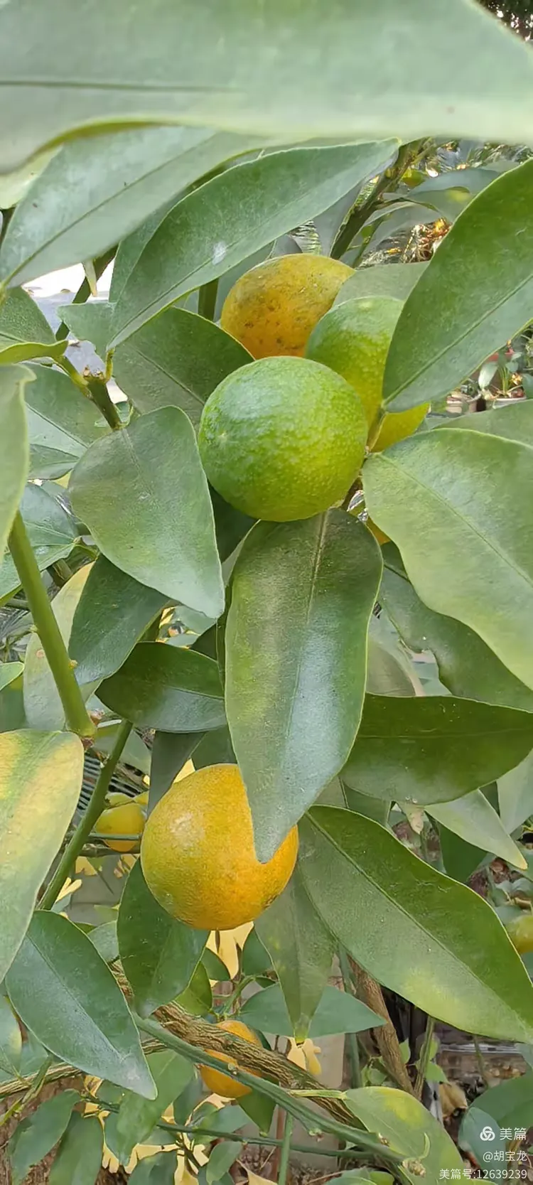 金黄硕果缀芳丛